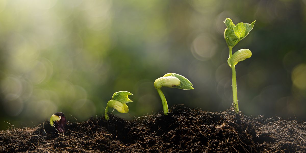 plants growing from seed