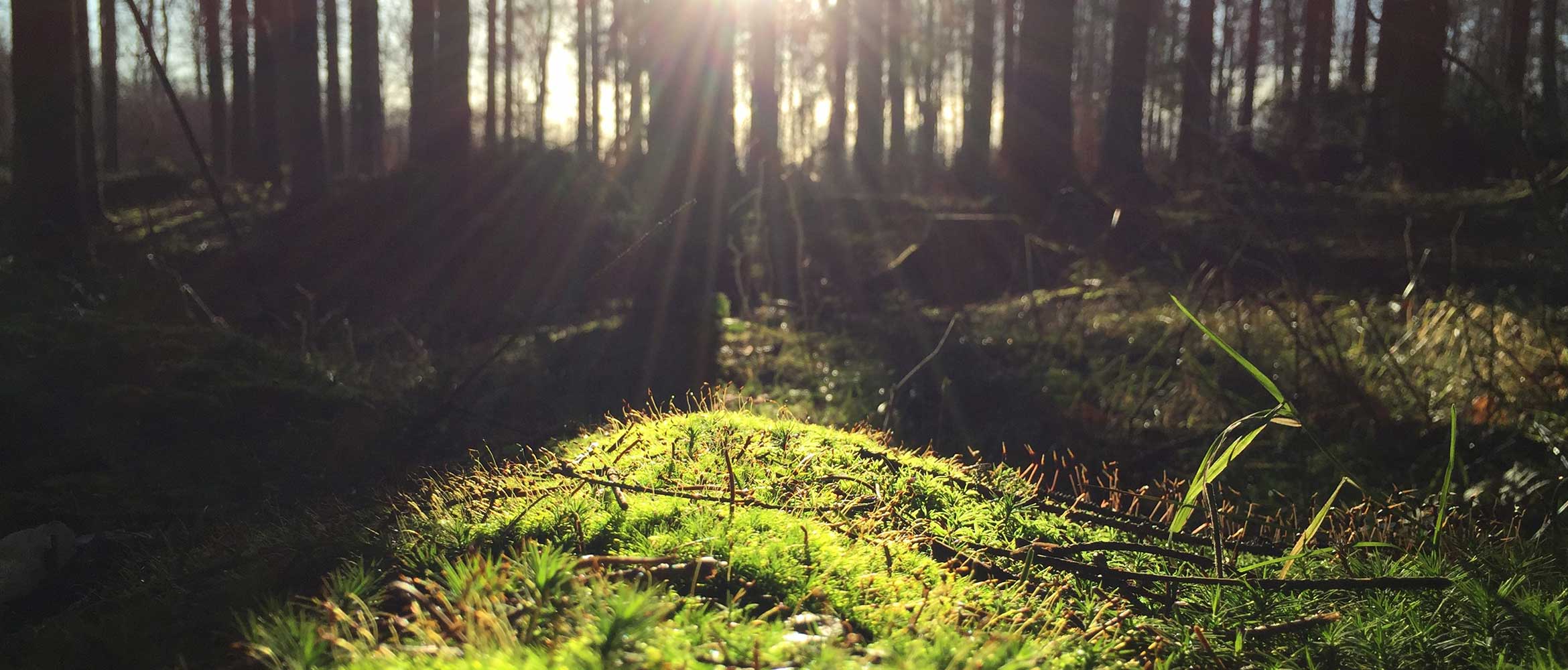 Green floor with the sun raising behind the trees