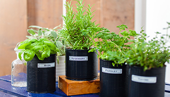 four labelled plants on a bench