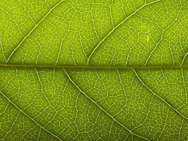 Green Leaf Detail Environmental
