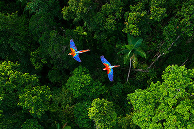 Two parrots flying over a jungle 