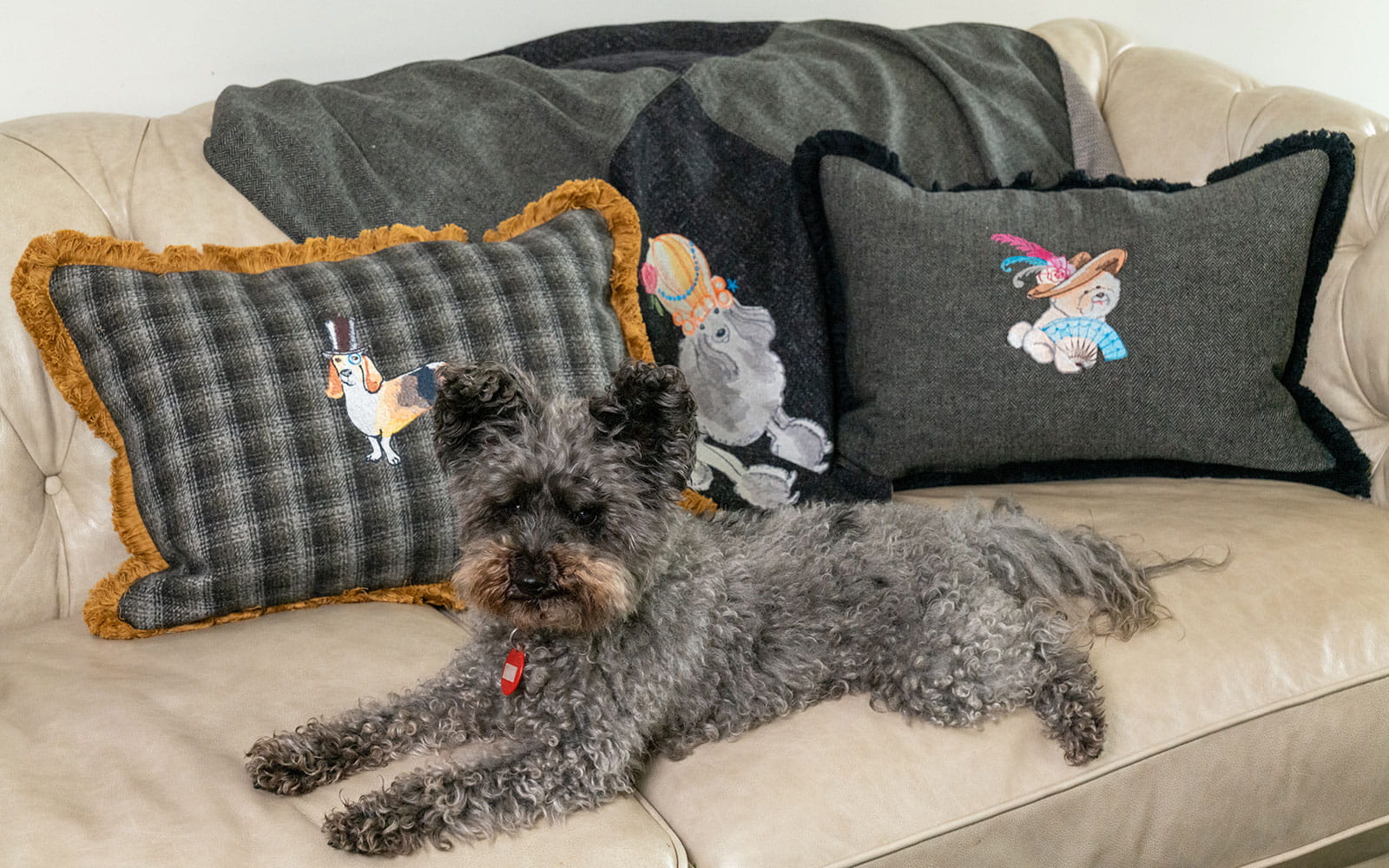 dog on beige sofa with doggie embroidered cushions