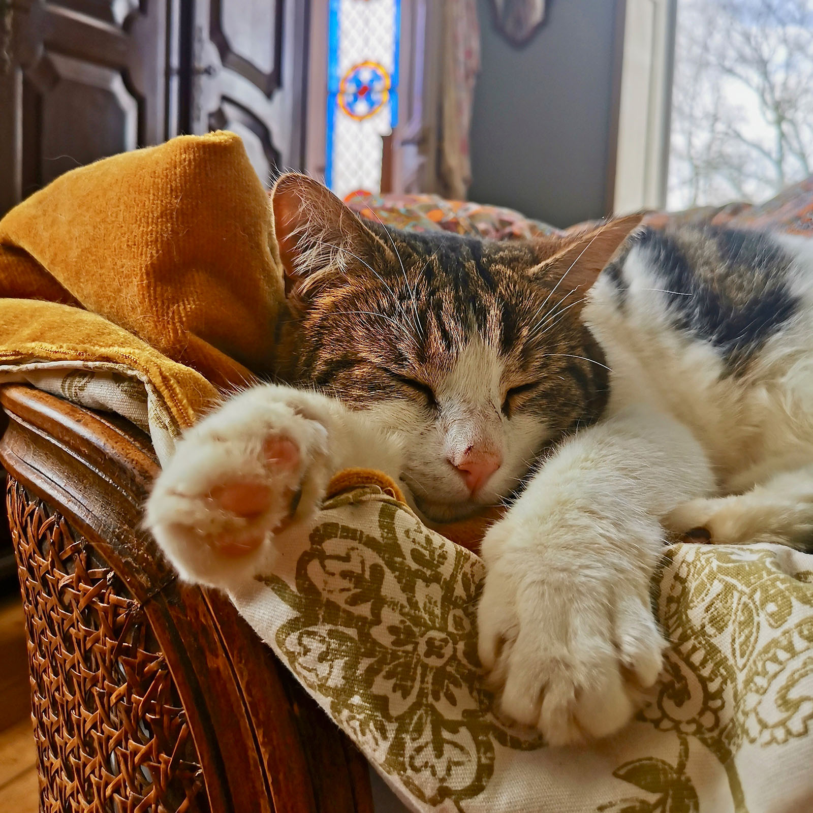 cat sleeping on velvet throw