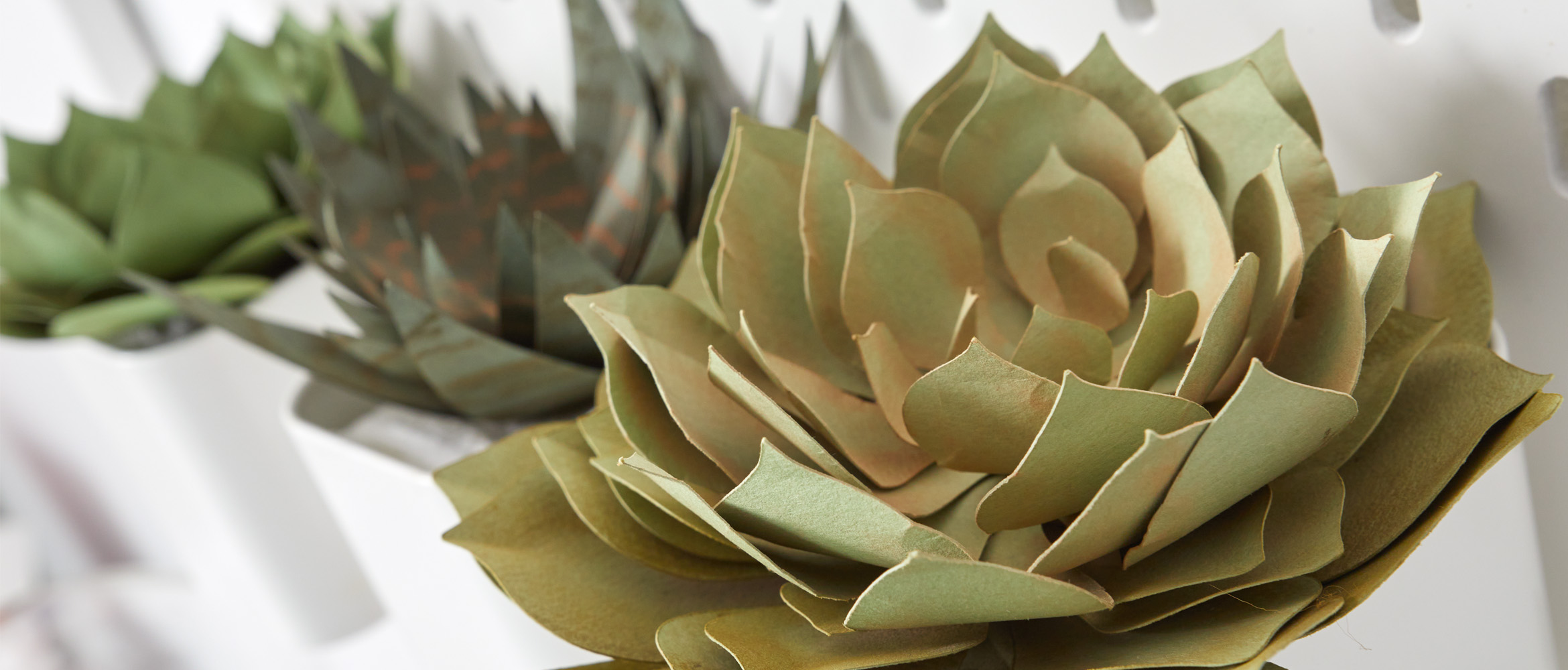 Papier Succulenten op witte achtergrond