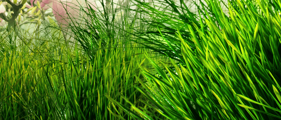 L'herbe verte
