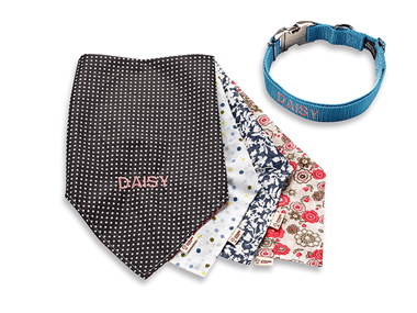 Various coloured pet bandanas and blue collar embroidered with Daisy